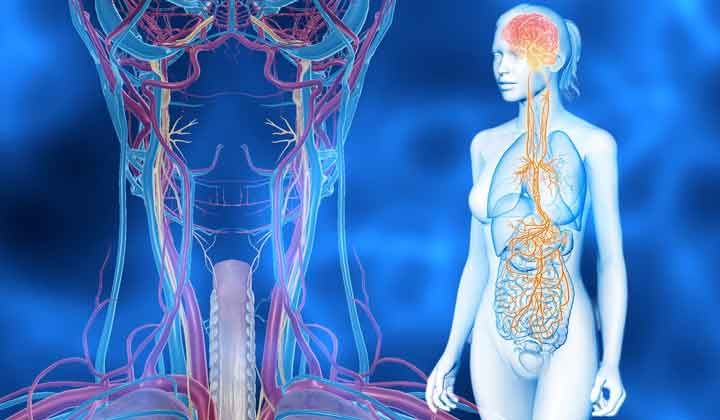 Vagus Siniri: Stresi Düzenleyen Gizli Süper Gücümüz